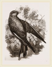 Common Wood-Swallow