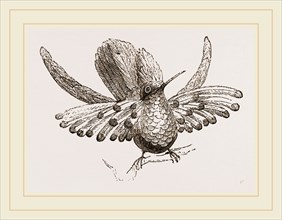 Gould's Humming bird