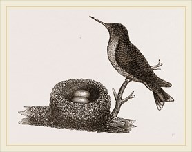 Ruby-throated Humming-bird and Nest