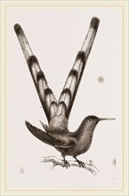 Bar-tailed Humming bird