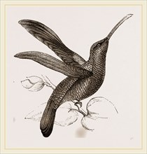 Sickle-winged Humming-bird