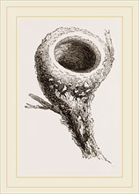Nest of Humming-bird