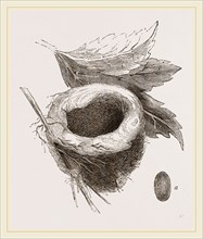 Nest of Amethyst Humming-bird