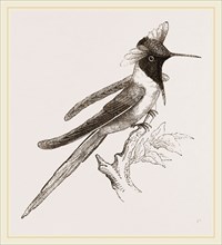 Double-crested Humming-bird
