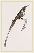 Cora Humming-bird