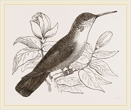 Humming-Bird