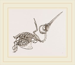 Skeleton of Humming-bird