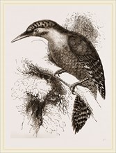Scaled Woodpecker