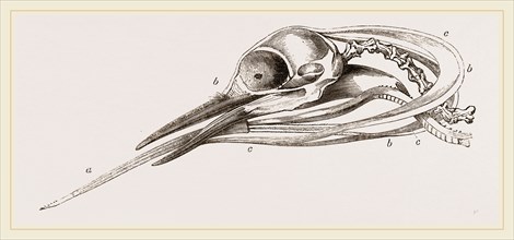 Head of Woodpecker dissected