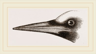 Beak of Great Black Woodpecker