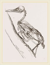 Skeleton of Woodpecker
