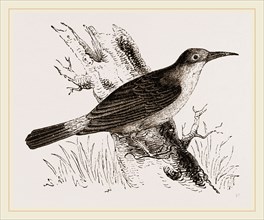 Oven-Bird