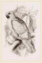 Great Sulphur-crested Cockatoo