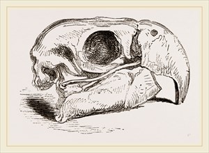 Skull of Macaw