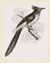 Le Vaillant's Cuckoo