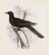Eastern Black Cuckoo