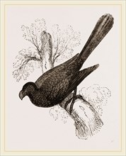Ani, bird in the cuckoo family