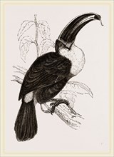 Cuvier's Toucan