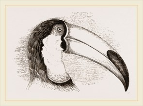 Head and Tongue of Toucan