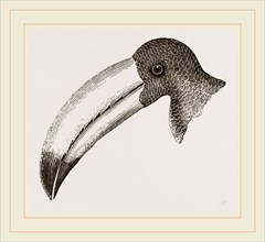 Head of Toucan