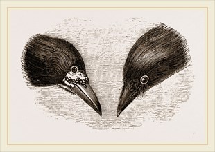 Heads of Rook and Crow