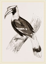 Concav Hornbill