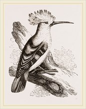 Hoopoe