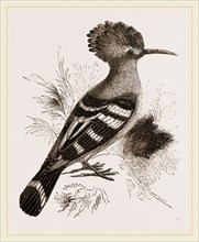 Hoopoe