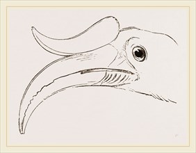 Head of Rhinoceros Hornbill