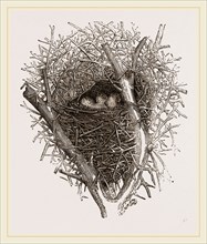 Nest of Magpie
