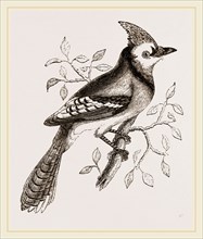 American Bine Jay