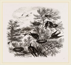 A Rookery