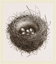 Nest of European Jay