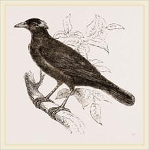 Java Mino-Bird