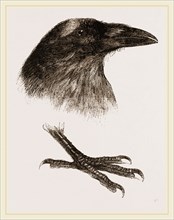Head and Foot of Raven