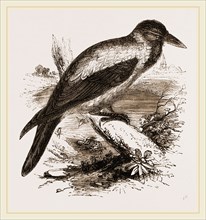 Royston Crow