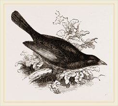Red-billed Weaver-Bird