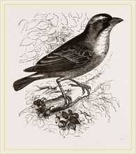 Mahali Weaver-Bird
