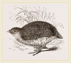 Rock Quail