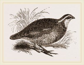 Virginian Quail