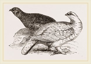 Ptarmigans