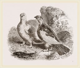 Ptarmigans
