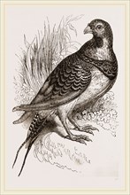 Pin-tailed Sand-Grouse