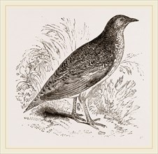 Kunichane Quail