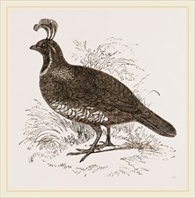 Galifornian Partridge
