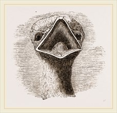 head and Tongue of Ostrich