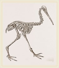 Skeleton of Apteryx