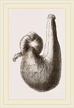 Stomach of Ostrich