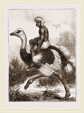 Ostrich carrying a man