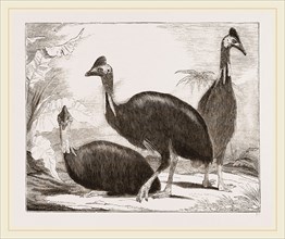 Cassowaries